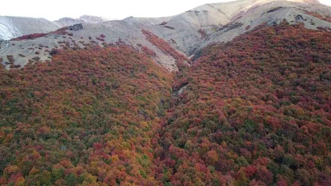 Bosque patagónico en otoño